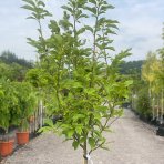 Magnólia hybridná (Magnolia Hybrida) ´SUSAN´ - výška: 200-250 cm, kont. C30L (-24°C) - NA KMIENKU